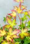 Acer palmatum little princess tuinplant