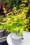 Acer palmatum orange dream tuinplant 19