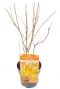 Acer palmatum orange lace plant p15