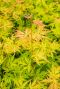 Acer palmatum orange lace tuinplant