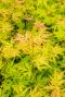 Acer palmatum orange lace tuinplant