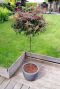 Acer palmatum shaina tuinplant p 19
