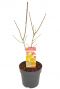 Acer shirasawanum moonrise plant