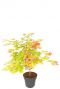 Acer shirasawanum moonrise planten