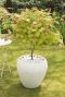 Acer shirasawanum moonrise tuinplant p19