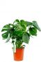 Acheter une plante a trou philodendron monstera