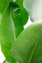 Syngonium Red Spot blad