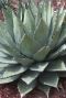 Agave neomexicana tuinplant p22
