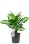 Aglaonema diamond kamerplant 1