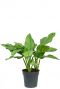 Aglaonema freedman 3