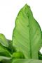 Aglaonema freedman blad 4