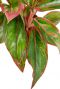 Aglaonema plant met roze strepen