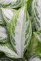 Aglaonema silver bay 5