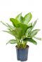 Aglaonema silver bay hydro plant 1