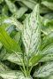 Aglaonema silver queen 1 1