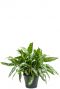 Aglaonema silver queen kamerplant