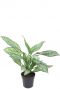 Aglaonema silver queen plant 1