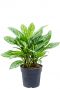 Aglaonema stripes 4