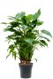 Alocasia cucullata 1