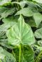Alocasia cucullata blad