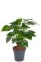 Alocasia cucullata stam