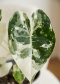 Alocasia frydek closeup