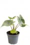 Alocasia ivory coast