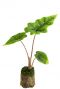 Alocasia jacklyn plant