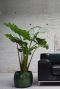 Alocasia portadora plant 1