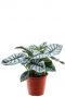 Alocasia silver dragon 1