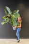 Alocasia wentii grote plant