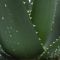 Aloe medivera equator detail