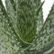 Aloe medivera meridiaan detail