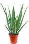 Aloe vera kamerplant 1