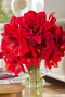 Amaryllis industrial groen sfeer 2