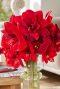 Amaryllis kolibri wit sfeer 2