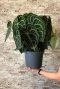 Anthurium clarinervium kamerplant