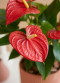 Anthurium closeup rood blad 1