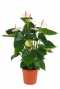Anthurium in terracotta pot