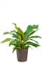 Anthurium jungle bush hydrocultuur plant