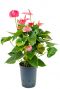 Anthurium sweet dream hydro kamerplant