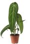 Anthurium warocqueanum