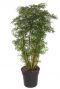 Aralia grote polyscias ming