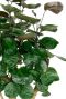 Aralia plant ronde blaadjes