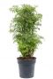 Aralia polyscias ming 1