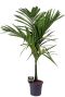 Areca catechu palm 1