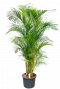 Areca goudpalm kopen 40cm 
