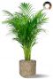 Areca in bloempot