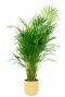 Areca in elho vibes fold