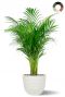 Areca in witte pot